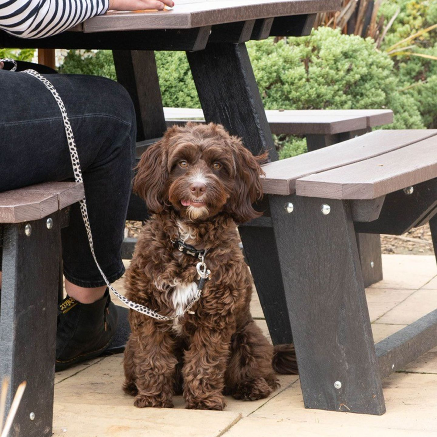 Your local dog friendly pub in Stoke On Trent